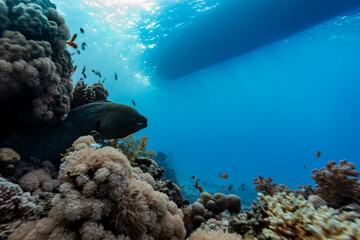 Moray eel, Gymnothorax javanicus, pokes out of hiding spot on tropical coral reef with hull of a boat above © Pete Niesen Photo