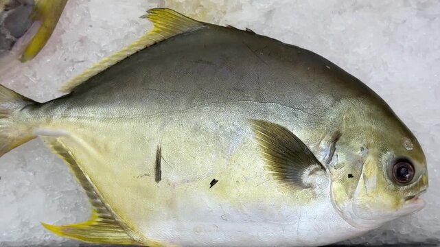 Frozen pompano on ice counter in fish shop, silver yellow fish lying on shallow crushed ice, retail display arranged.