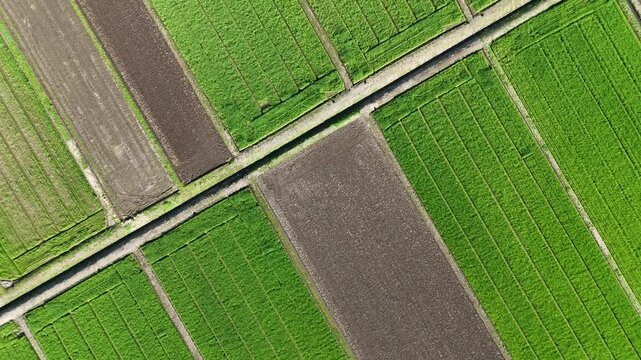 Aerial view of neat green fields and dark soil plots. Road runs parallel to farmland, dividing the landscape. Rows of crops show careful farming patterns. No people or animals present