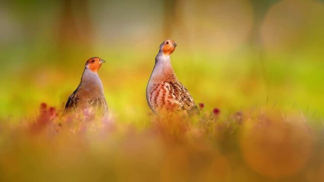 Pair of Grey Partridges Standing in Colorful Autumn Meadow