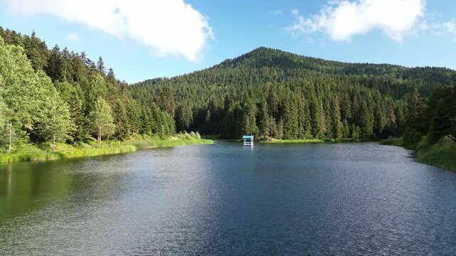 A pond amidst lush pine forests, Sinop, T&uuml;rkiye.
