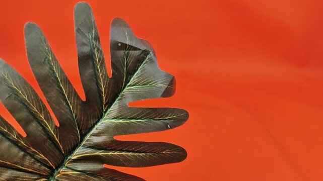 Close up of exotic tropical leaf texture on bright orange background