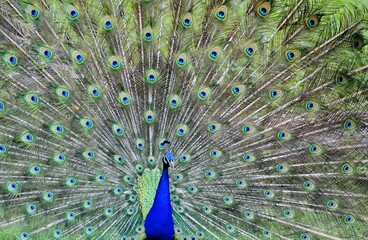 Fototapeta premium The tailfeather plumage of a male peacock