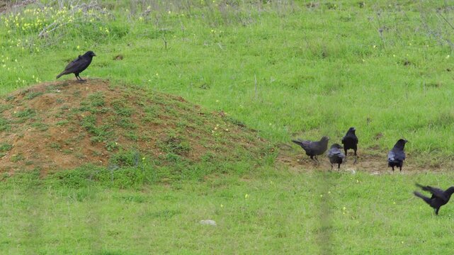 Crows fly and land on grassy mound. Black birds move freely in open field. Scene captures natural wildlife behavior. Good for nature, bird, or freedom-themed projects
