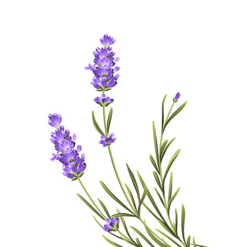 Elegant purple lavender bouquet on white, vector illustration