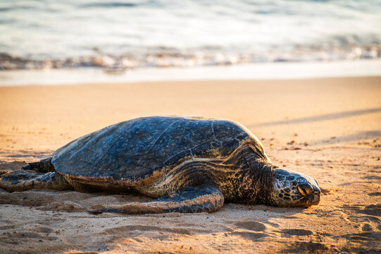  Poipu Beach is considered the most consistent and accessible beach for turtle sightings. Turtles frequently rest on the sand in the late afternoon and feed in the nearshore waters. Kauai, Hawaii