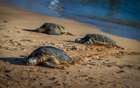  Poipu Beach is considered the most consistent and accessible beach for turtle sightings. Turtles frequently rest on the sand in the late afternoon and feed in the nearshore waters. Kauai, Hawaii