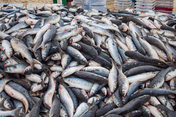 Obraz premium Peixe tainha da pesca artesanal de Florianopolis Santa Catarina Brasil Florianópolis
