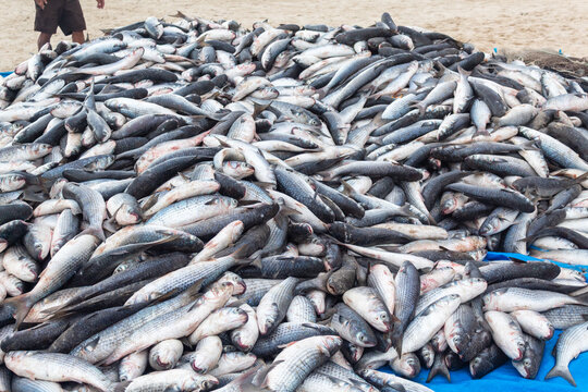 Peixe tainha da pesca artesanal de Florianopolis Santa Catarina Brasil Florian&oacute;polis