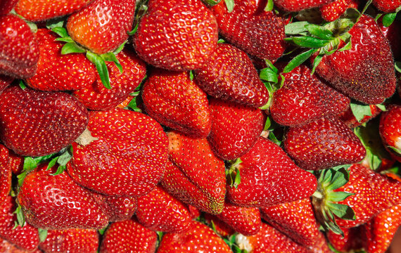 Erdbeeren (Fragaria), Marktverkauf, Wochenmarkt