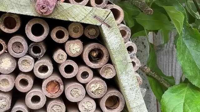 Leafcutter bee emerging from bee hotel nest for the first time and seeing the outside world