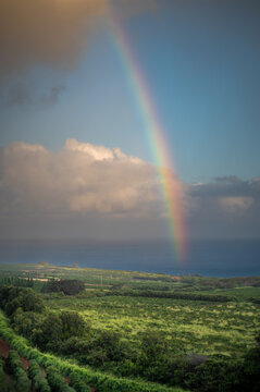 Panoramic view of a coffee plantation with the Pacific Ocean in the background. Located on the southwest shore in Kalaheo, this massive estate spans about 3,100 acres with over 4 million coffee trees.