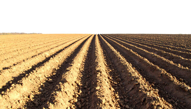 Plowed agricultural soil field with deep furrows and ridges prepared for planting crops isolated on transparent background