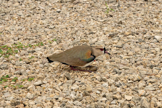 a Southern lapwing - Vanellus chilensis - is breeding on an egg in Panama
