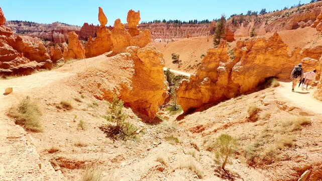 A smooth cinematic video gliding past green pine trees and red sandstone rocks in Bryce Canyon, Utah. Distant hikers are seen exploring the majestic valley trail under a clear blue sky. Nature.