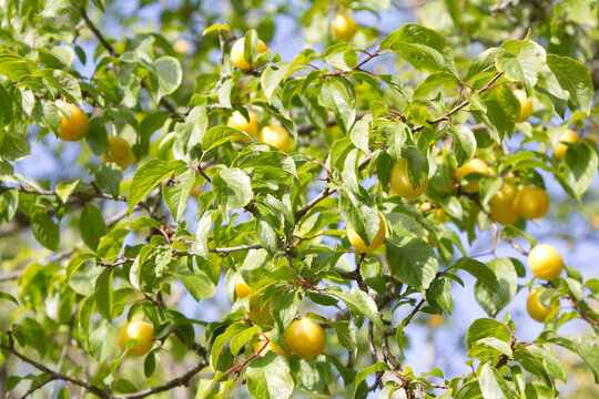 A Sun-Drenched Canopy Filled with Ripening Yellow Cherry Plums Hanging from Leafy Branches