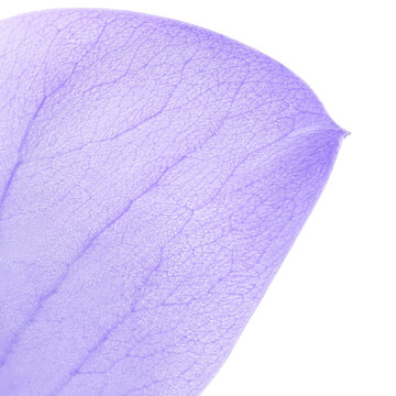 Translucent Lavender Flower Petal Macro with Intricate Vein Structure on White Background