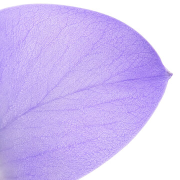 Lavender Flower Petal Macro Texture with Delicate Vein Pattern and Soft Pastel Botanical Background