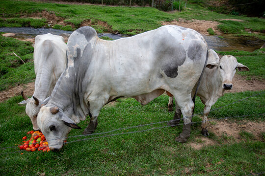 Rebanho de gado Nelore comendo tomates no pasto ao lado de um riacho no interior