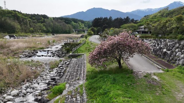 Slow-moving river runs beside a quiet road. Single cherry tree blooms vividly beside the path. Green hills rise gently in the background. The scene feels peaceful and untouched by haste