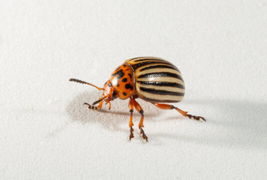 Colorado potato beetle (Leptinotarsa decemlineata; also known as the ten-striped spearman, the ten-lined potato beetle, and the potato bug).