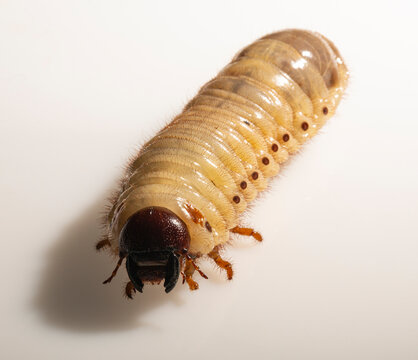 European rhinoceros beetle (Oryctes nasicornis) is a large flying beetle belonging to the subfamily Dynastinae. The insect larva is located on a white background before pupation.
