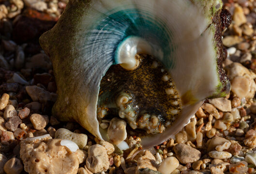 Tectus dentatus, common name toothed top shell, is a species sea snail, marine gastropod mollusk in the family Tegulidae.