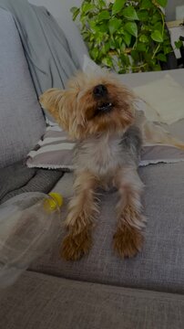 Yorkie puppy on a grey fabric armchair barking.Close up vertical footage of a puppy alone barking.4K vertical footage. Ideal format for social media story backgrounds.Used for pet vets and promotions