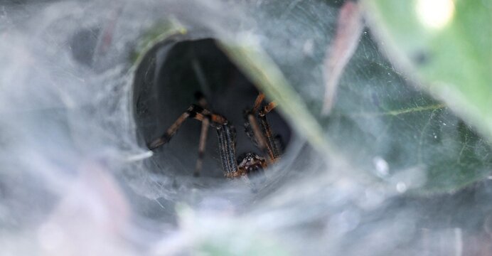 spider on the web