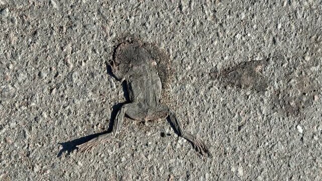 Dead frog skeleton on road closeup showing flattened skin and exposed bones on asphalt and gravel, crushed limb outlines