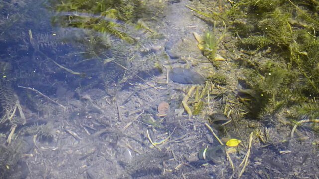 Freshwater Fish Swimming in Crystal Clear Water