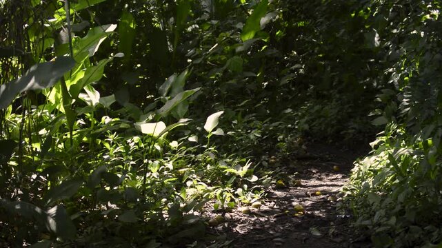 Sunlight Illuminating Tropical Forest Trail