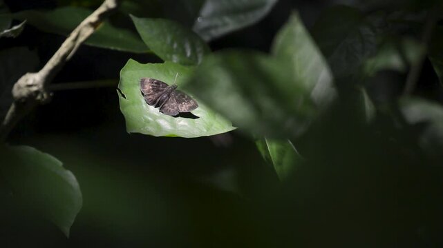 Butterfly Resting on Leaf in Tropical Forest