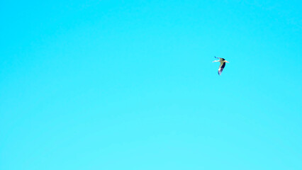 Fototapeta premium White stork flying alone high in the clear blue sky