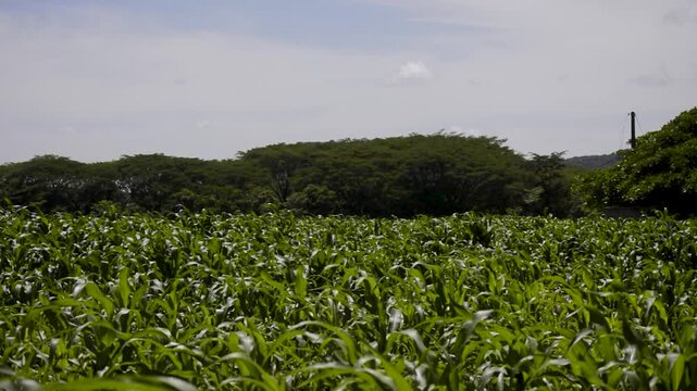 Green Corn Field Under Sunny Sky
