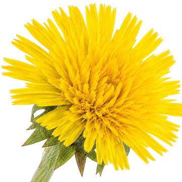 Bright Yellow Hawkweed Flower Isolated on White Background Macro Botanical Close Up