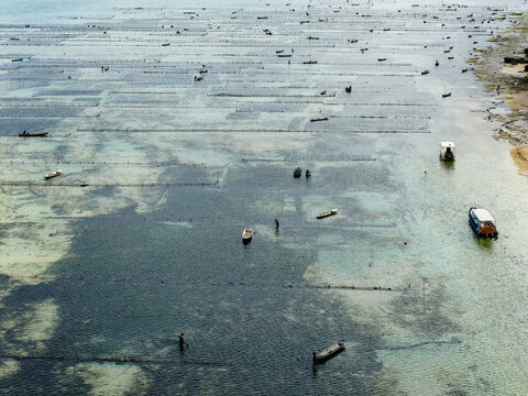 Traditional seaweed farming plots in the shallow coastal waters of Nusa Lembongan