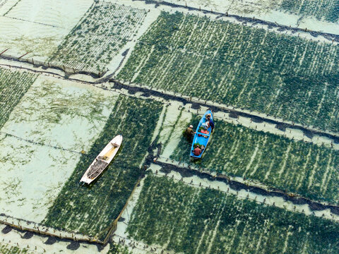 Seaweed farmers working in shallow water off Ceningan island, Bali