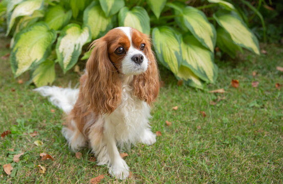 Cute Cavalier King Charles Spaniel dog sitting on the green grass in a garden with hosta plant background