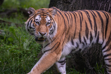 portrait of a Bengal tiger in the zoo © jkc916