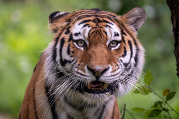 portrait of a Bengal tiger in the zoo © jkc916