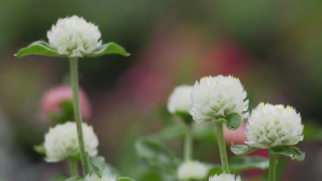 Tokyo, Japan - June 28, 2026: Closeup of Globe amaranth in the Morning