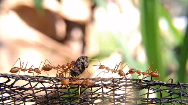 Red ants crawl along the web, carrying food.