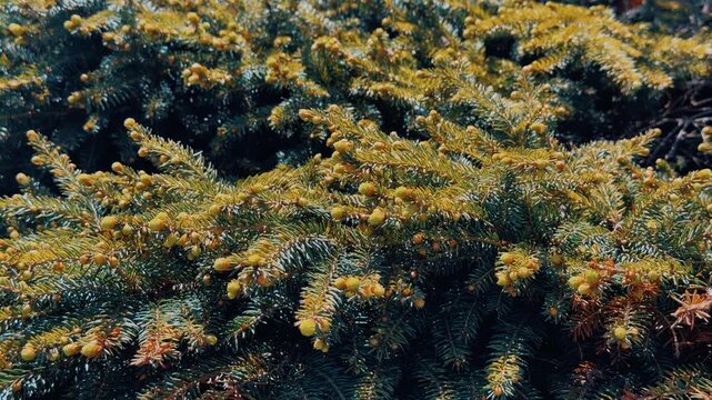 Close-up Cossack juniper with buds, sunlit aerial perspective showing dense textured foliage and golden highlights, summer park