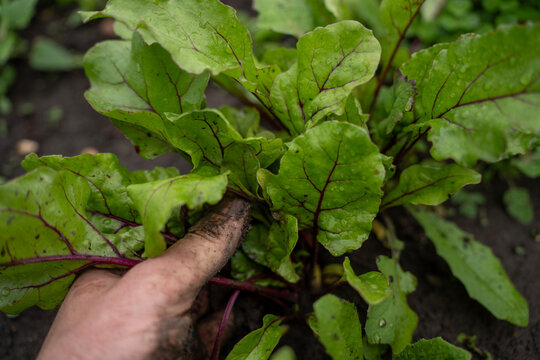 Dirty human hand harvesting or thinning young green beet tops with red veins in wet garden soil, organic beetroot farming process.