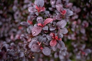 Obraz premium Purple and red leaves of a berberis thunbergii or thunberg barberry shrub with fresh rain drops, close up view of colorful decorative foliage in the garden.