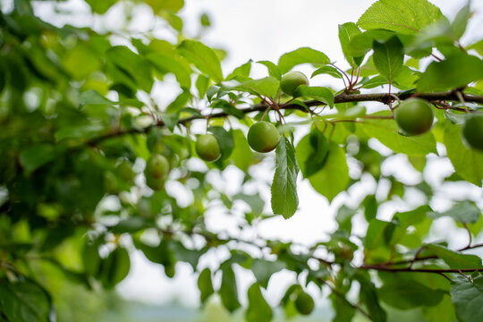 Unripe green cherry plums hanging on a tree branch with lush leaves in the orchard, close up view of immature fruits developing in springtime.