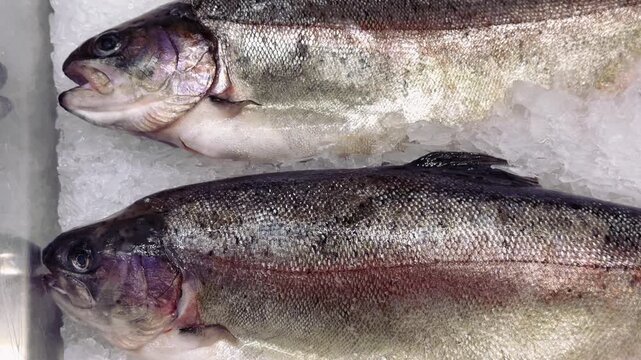 Fresh frozen sea trout on ice, rows of whole trout on shallow crushed ice at seafood counter, silvery scales glistening under shop