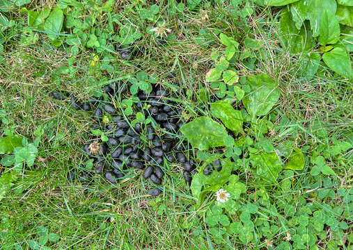 Deer scat on green grass 