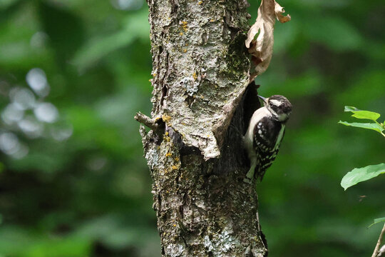 Juvenile Downy Woodpecker Peeking from Tree Cavity in Summer Forest